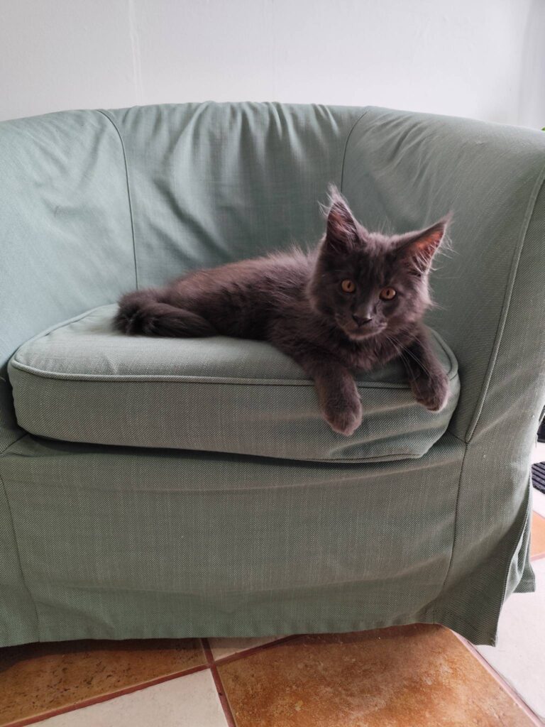 J'ai le plaisir de vous annoncer l'arrivée d'Arlo alias Arnica au cabinet de Cagnotte! 